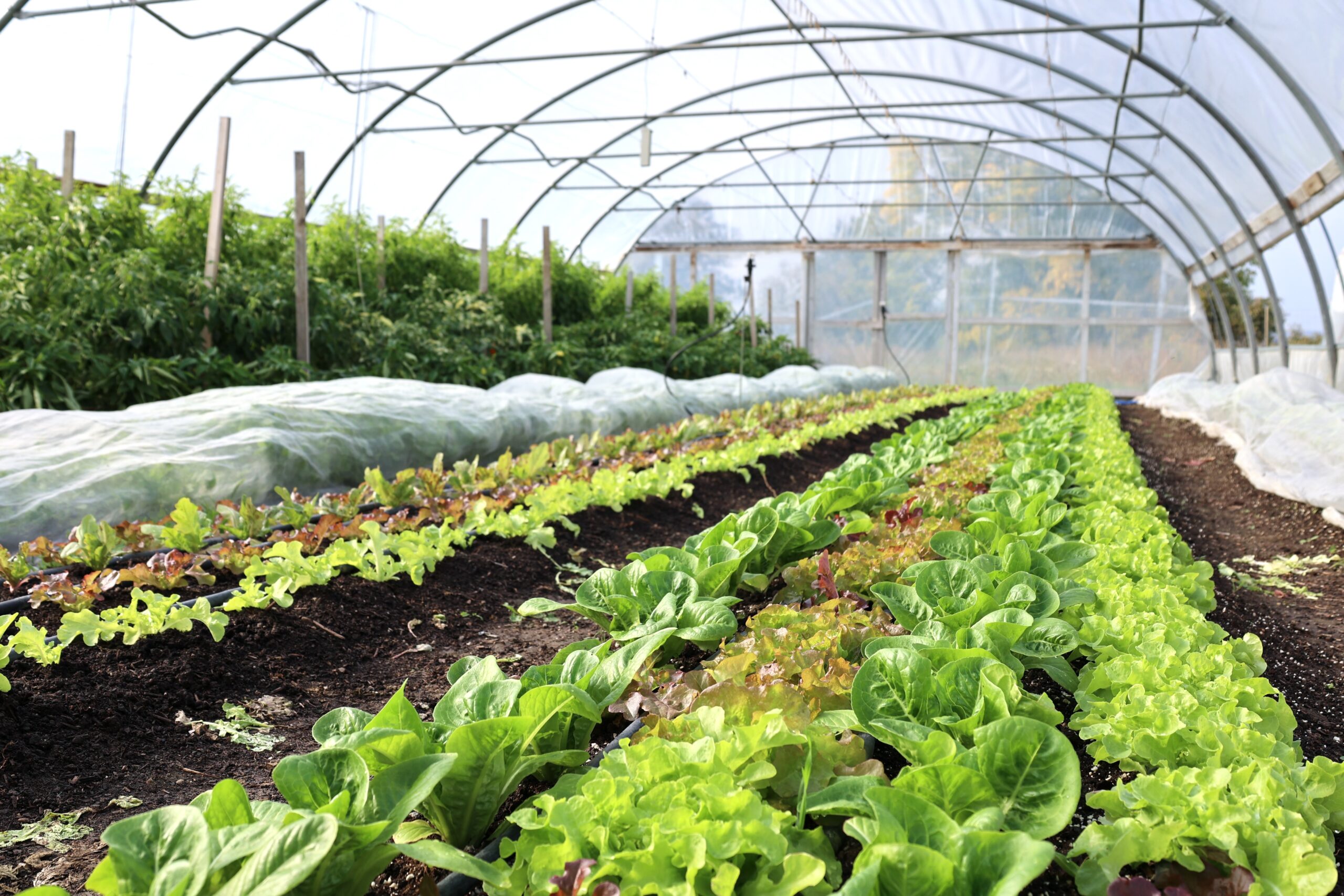 Marktgärtnerei Filderstadt – Regenerative Landwirtschaft