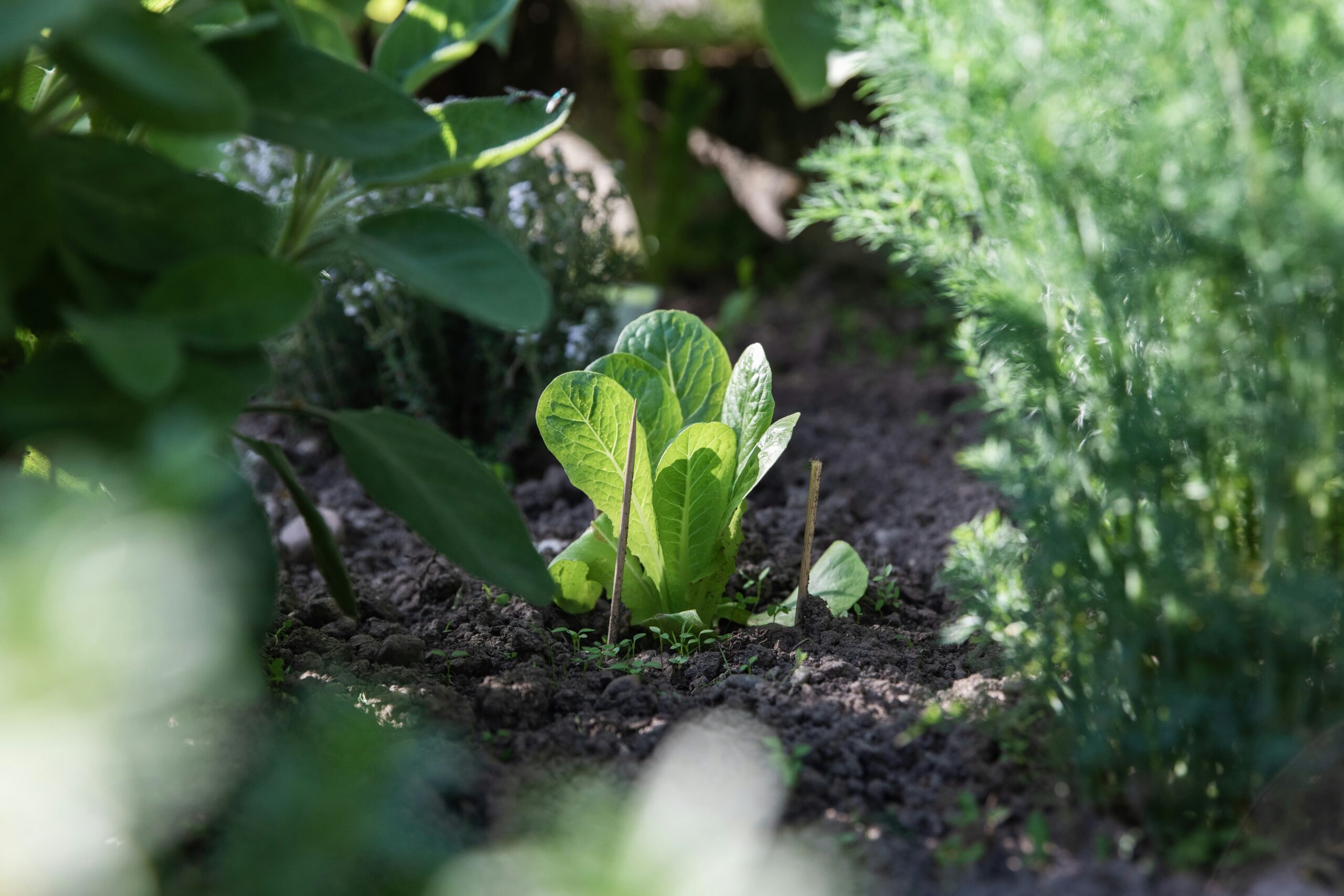 Erdenhüter Gemüse – Market Garden Filderstadt