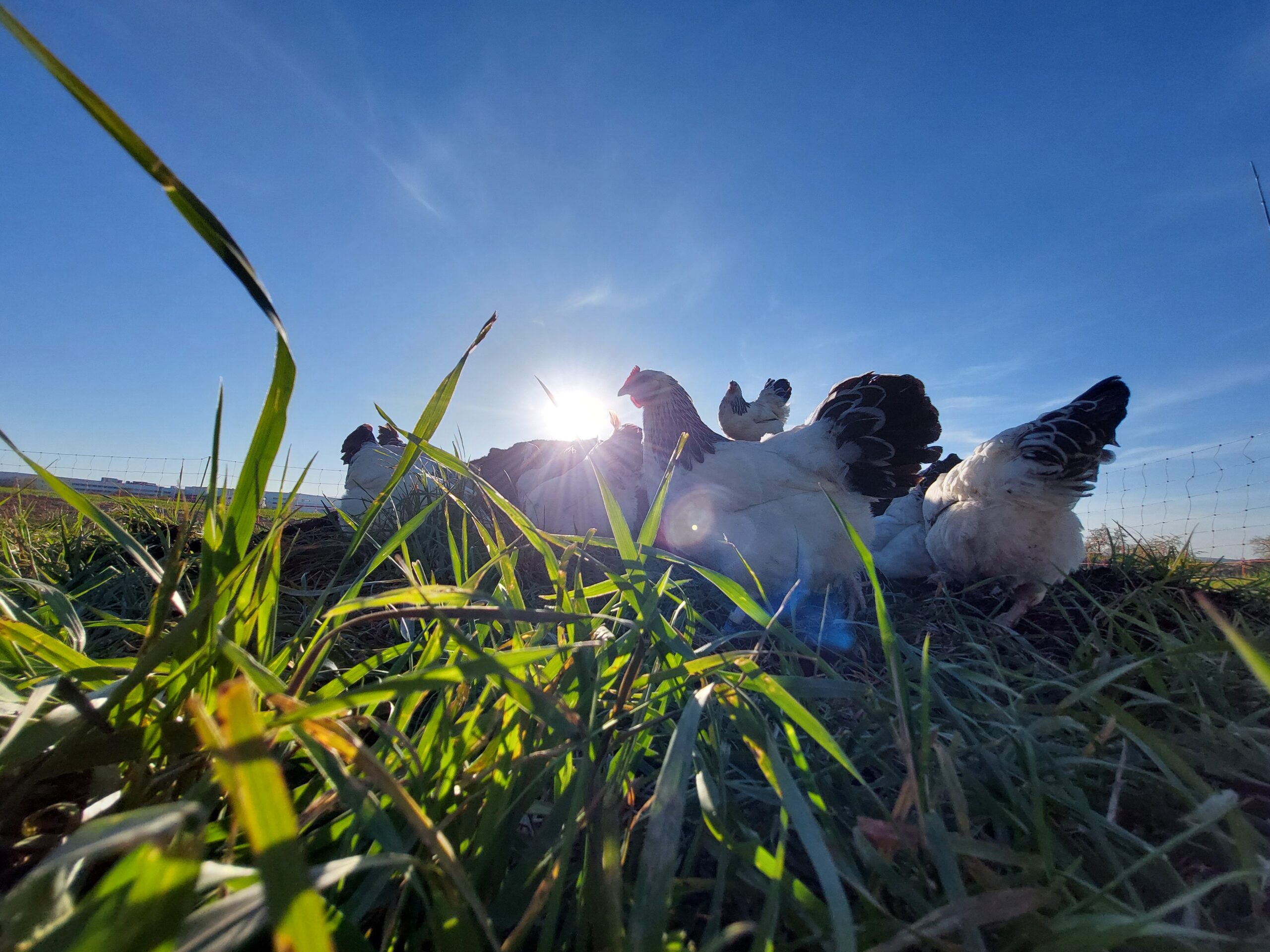 Sundheimer Huhn als Teil der Erdenhüter-Herde